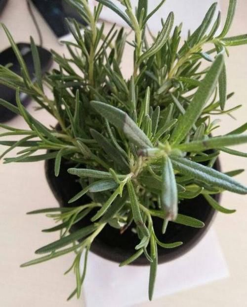 『天然』迷迭香带香气，天然“香料植物”，家里养一盆，免费空气清洁剂