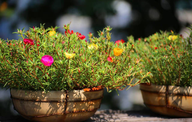 湿润:这4种花是“受虐狂”,越“伺候”越不长,不管它反而爆盆