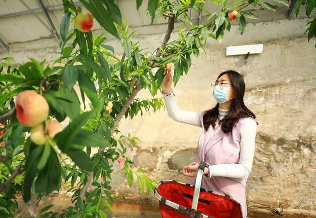  『提前』平谷蟠桃提前20天成熟 崔家庄村推出线上订单预售模式