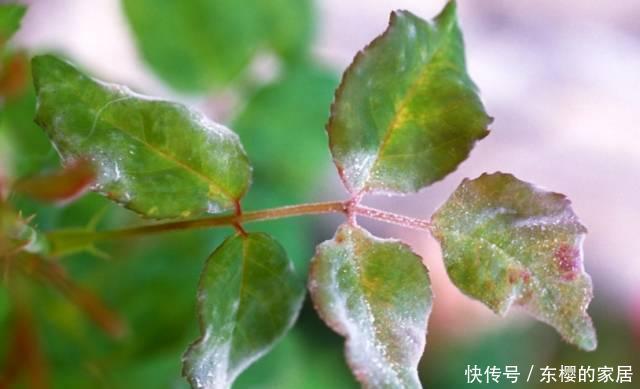  #百菌清#养花技巧：你养的花生了什么病？看这5点就知道！