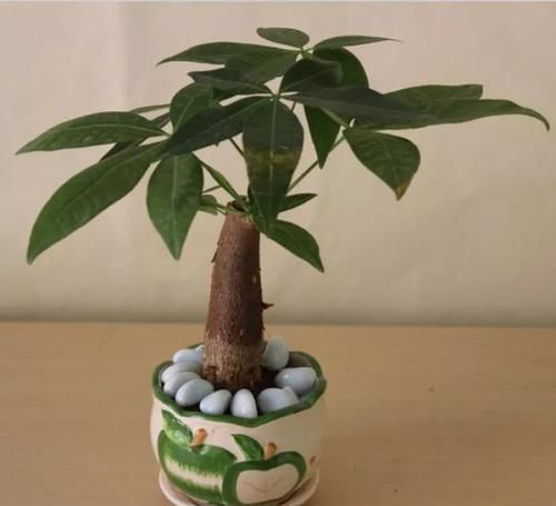  「温度过低」发财树特别适合懒人养，勤快人养几天就能养死