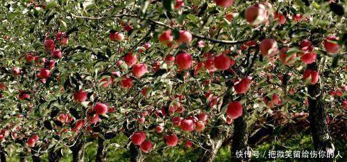 赚钱越来越难农民朋友不妨看看今年最火的5个项目！