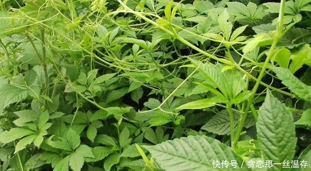 这类野草在村落称是“不老长命药草”，此刻市场上100元一斤！
