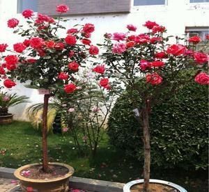 牡丹别养了！少抽2包烟，我国最美“花树”种2棵，花期长达280天