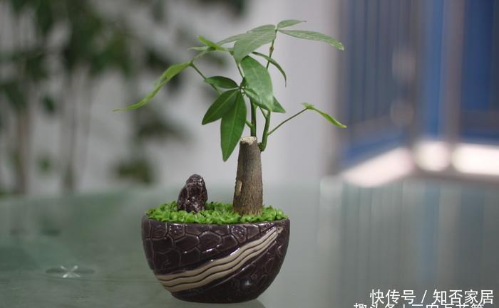  「种植」花卉种植技术：种植发财树如何浇水才正确，往哪浇水怎么浇水法？