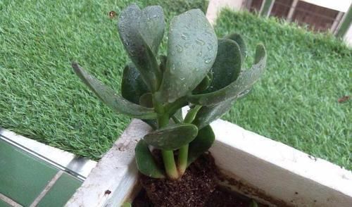  「新芽」适合春天插杆的3种花，剪个枝条，浇浇水，1周生根半月发新芽