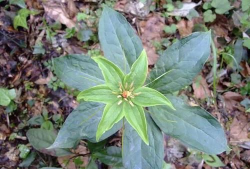  「随处可见」随处可见的“野草”，被称为“七叶莲”，看到也别拔，太珍贵！