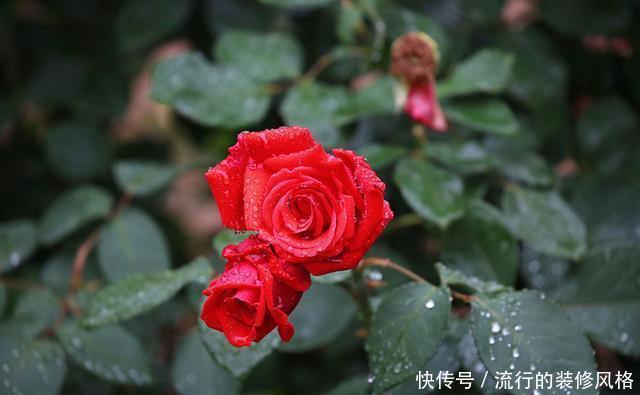  『花无』月季——只道花无十日红，此花无日不春风