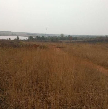 我国大量粮食靠进口，农民土地荒着，袁隆平讲出了现实