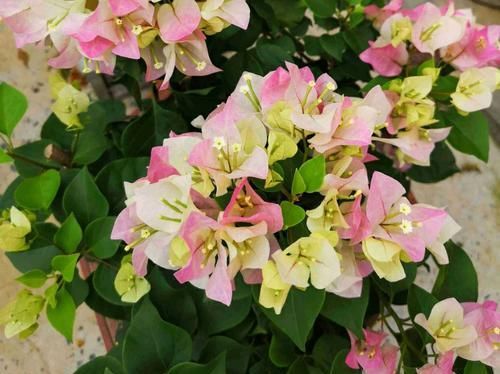  『技巧』三角梅矮化促花芽分化技巧，没事喷喷“它”，开花爆盆又造型紧凑