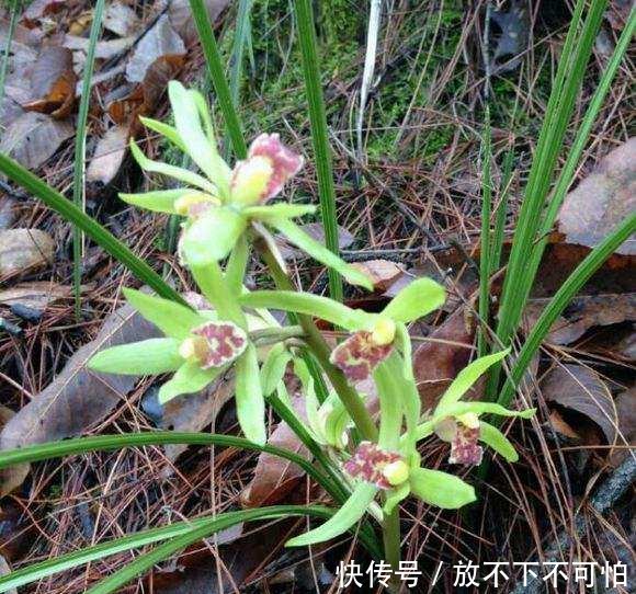 如果下乡遇到这种野草，那你就赚大了，它是国宝一棵好几万