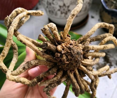 发根:烂根的君子兰水苔捂一捂,发根很轻松,只需3个月,小白根爆盆
