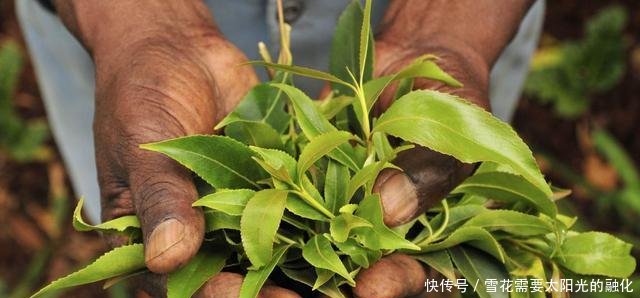 这个国家人们爱吃“树叶”，每天要吃4个小时，中国不允许种植