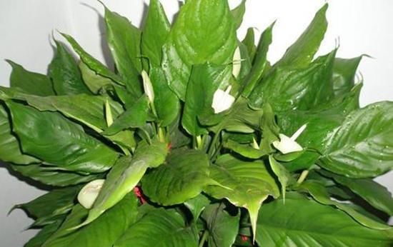  简直■这观叶植物居然能开花,简直以为自己买错了,邻居超眼馋!