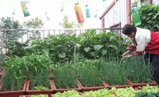  「一年四季」阳台这样种菜，一年四季摘个不停，吃都吃不完！
