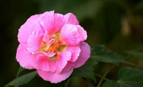  [扦插]盆栽芙蓉花怎么养?盆栽芙蓉花的养殖方法
