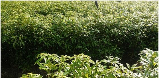  小苗@大家都知道金丝楠木非常贵，但是没想到树苗这么便宜！