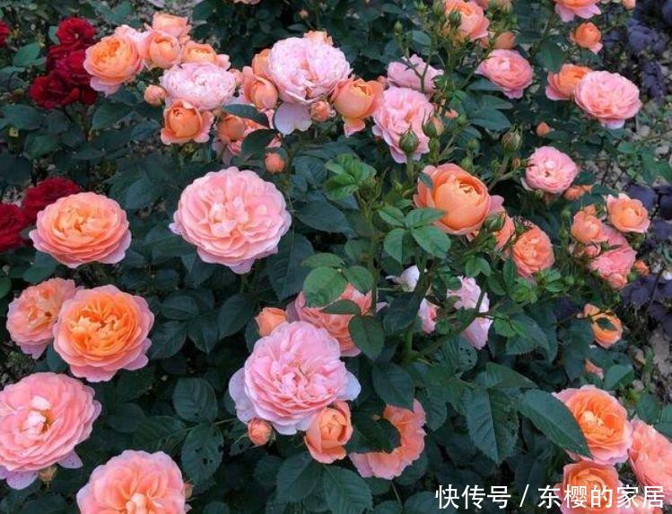 『三角梅』一养就上瘾的4种花,漂亮易爆盆,阳台变“花海”,越养越喜欢