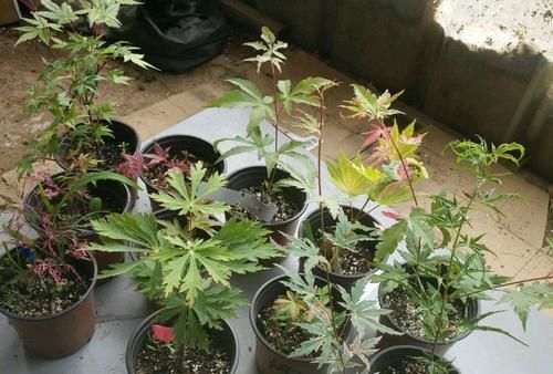  『扦插』红枫扦插生根很难？给红枫枝条安个家，30天生根，一次扦插几十盆