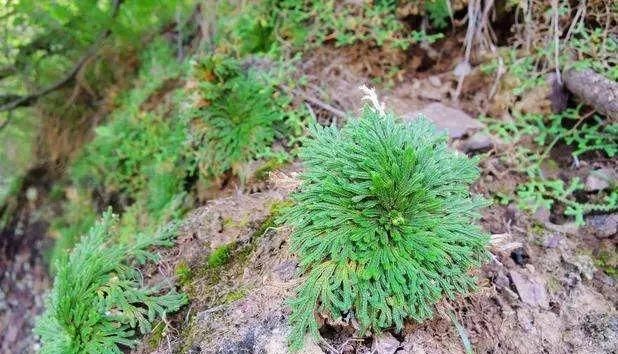  「几十块」这种“植物”农村山上非常多，城里卖几十块，三个月
