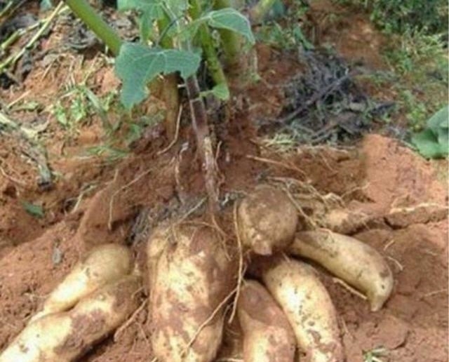 农民放弃玉米地，改种这种地下水果，一年销售三十多万斤