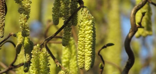  「花粉」如何收集榛子雄花粉？
