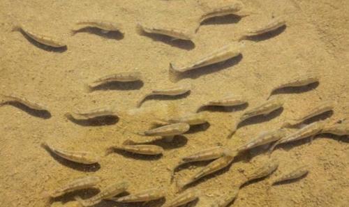 沙漠里竟然还有鱼类能生存？有种鱼在沙漠里活了5万年，堪称奇迹