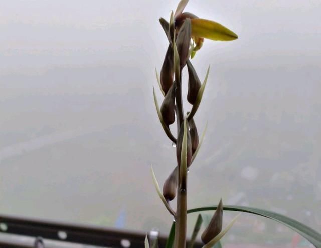 #吐水现象#蕙兰快开花了,这些千万不要做!你注意了吗?
