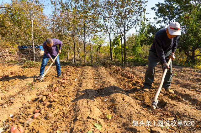  「红薯」白薯变红薯，河北山村大爷：500元买的新品种今年亏了3