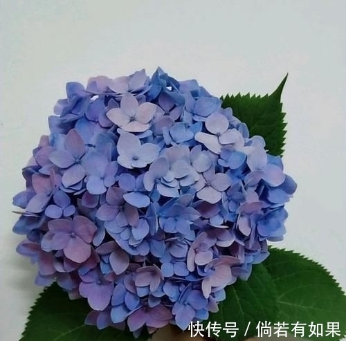  『位置』喜肥的绣球花该怎么施肥？用错肥比不施肥更危险，容易烧苗枯苞