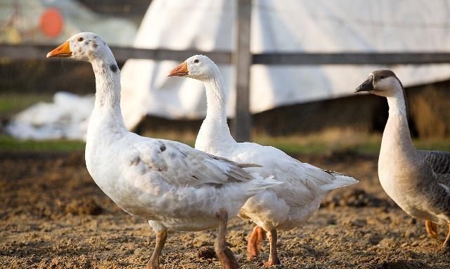 我国吃鸭子最多的城市，一年吃掉1亿多只，不是北京，也不是武汉