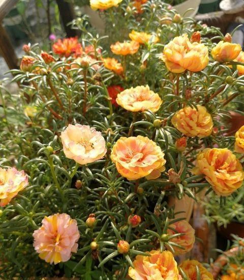 「花苞」太阳花只长叶不开花?没了“大太阳”,怎么能叫“太阳花”