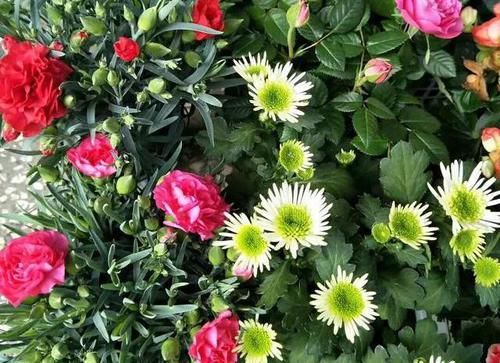  「盆土发白」如何判断家庭绿植花卉盆栽是否缺水？