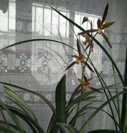  #兰花家族中#这款兰花，花型俏丽，姿态优雅，便宜还好养，是家居盆栽的首选！