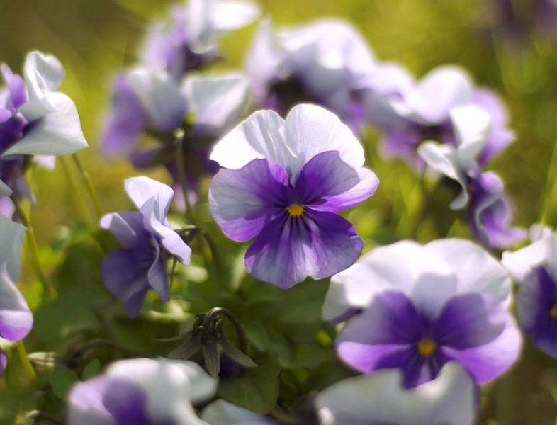  『开花』喜欢在家中养护漂亮的花卉，就选花色艳丽、花期长，爆盆简单的花