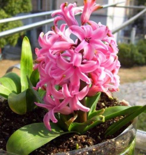  花满：居家养风信子：掌握3个'适当'，花满枝头，香飘四溢