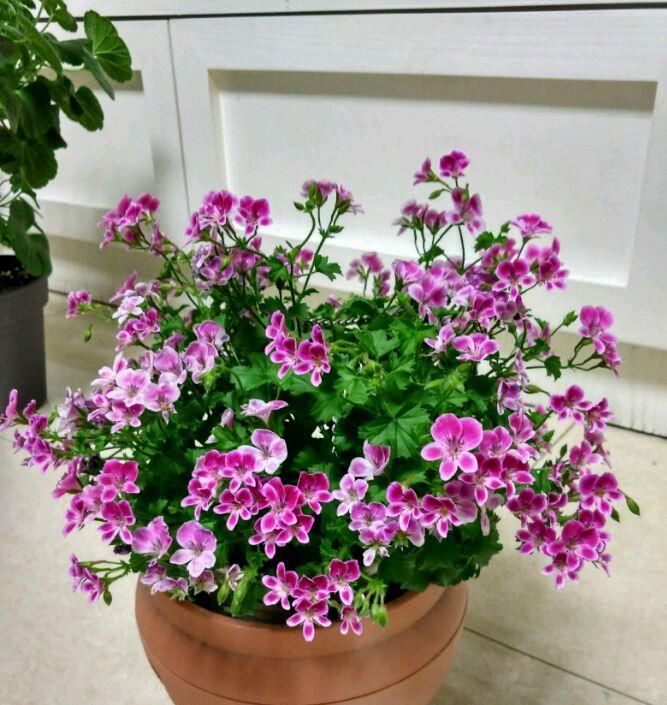  【值得】天竺葵“天使之眼”，开花美丽，花期5个月，栽培容易，值得拥有