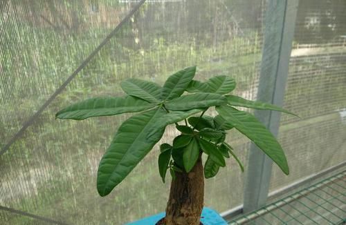  「新芽」适合春天插杆的3种花，剪个枝条，浇浇水，1周生根半月发新芽