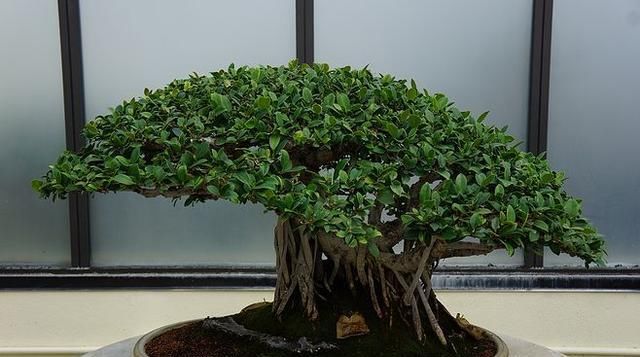 60例盆景树种,总有属于你的那棵(建议收藏)