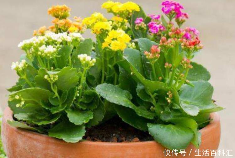 『一看』养花万万别乱养?4种花放在客厅,旺运又招财,有钱人一看就懂!