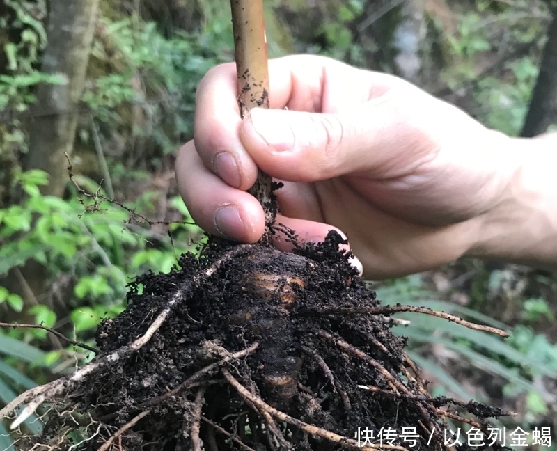  利润|价格高达上千元，每亩利润10到20万，农民表示不敢再种植，