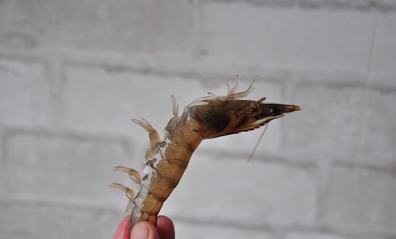  「花椒」活呛虾，我吃了四十多年怎么也吃不够，口感微辣微咸又鲜甜