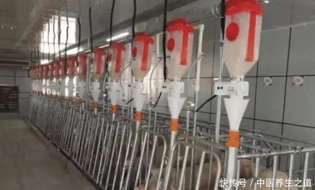 为什么美国是养猪第一大国,看看美国养猪场的猪粪你就懂了