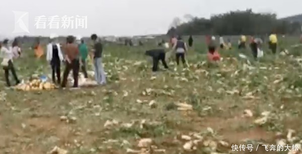 「 拔萝卜」种植户损失20万元，免费？他们听信谣言扎堆拔萝卜