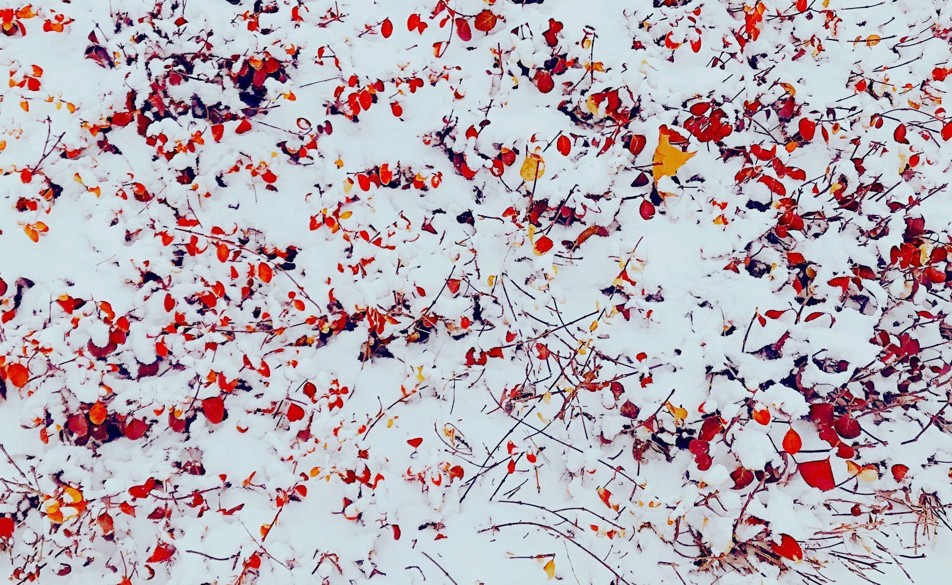  力量■战“疫”之城！力量之城！瑞雪里，大美德州