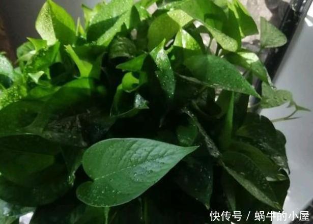  植物：家庭养绿萝，别忽视3点需求，不然想要枝叶长爆盆，难