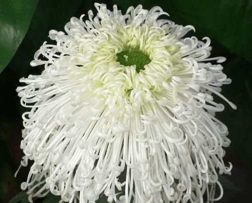  「开似」喜欢菊花，首选“珍稀名菊”长生乐，花开似舞者，花瓣白如玉！