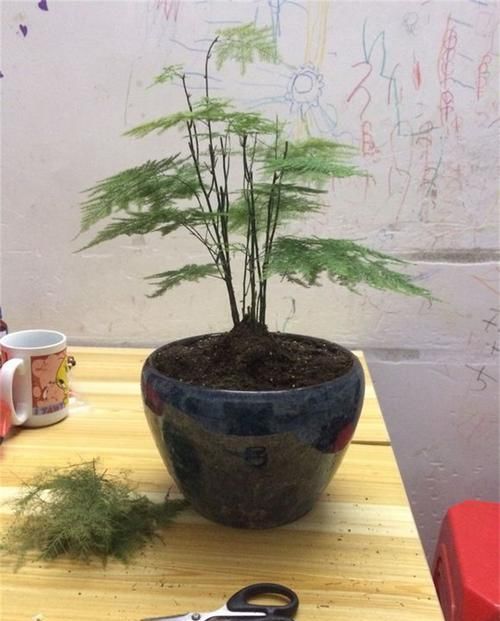  『客厅』1种植物，吸废气、杀细菌，养在客厅里，家人健康，比绿萝强