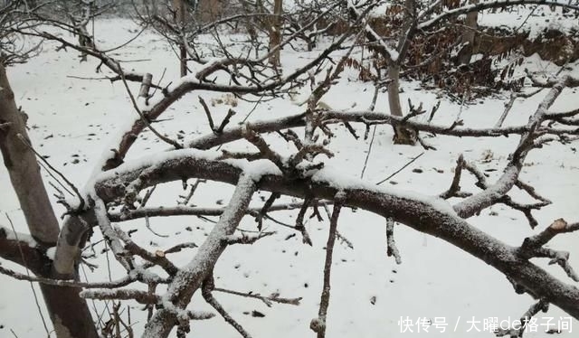  『果树』果树开花前为什么要追肥料？