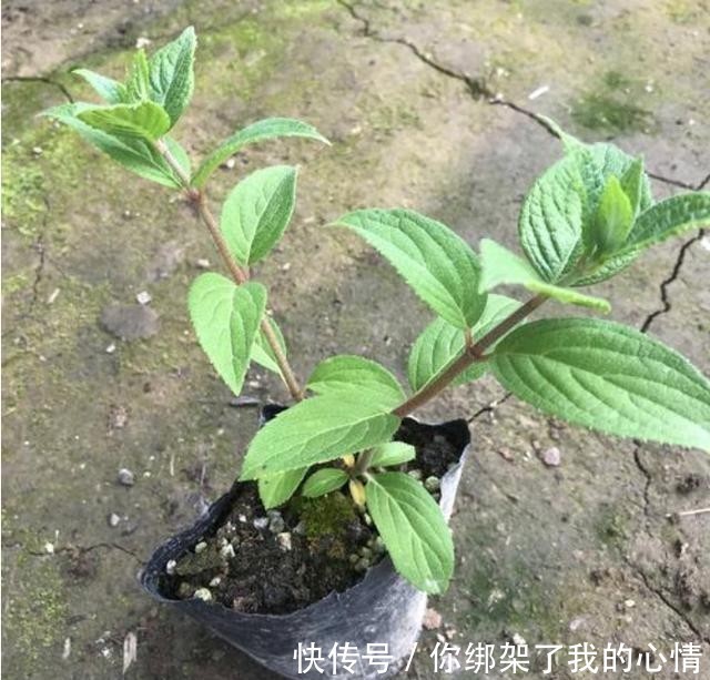  「插穗」圆锥绣球扦插最佳时间到来，动动手指，变成圆锥绣球养殖“大户”
